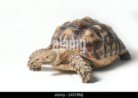 Tortue sillonnée également savoir que l'Afrique Tortue cuisse - Geochelone sulcata isolé sur fond blanc Banque D'Images