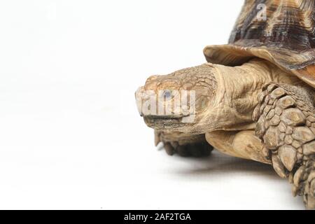 Tortue sillonnée également savoir que l'Afrique Tortue cuisse - Geochelone sulcata isolé sur fond blanc Banque D'Images