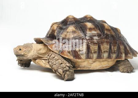 Tortue sillonnée également savoir que l'Afrique Tortue cuisse - Geochelone sulcata isolé sur fond blanc Banque D'Images