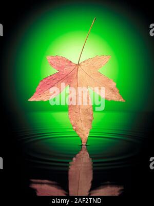 Montage de la vie encore concept d'automne feuille d'érable au fil de l'eau. Banque D'Images