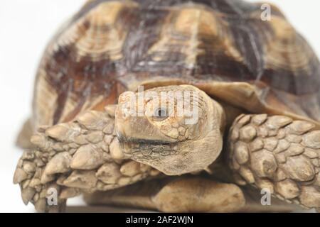 Tortue sillonnée également savoir que l'Afrique Tortue cuisse - Geochelone sulcata isolé sur fond blanc Banque D'Images