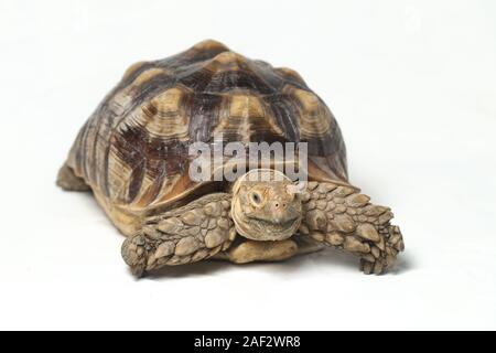 Tortue sillonnée également savoir que l'Afrique Tortue cuisse - Geochelone sulcata isolé sur fond blanc Banque D'Images