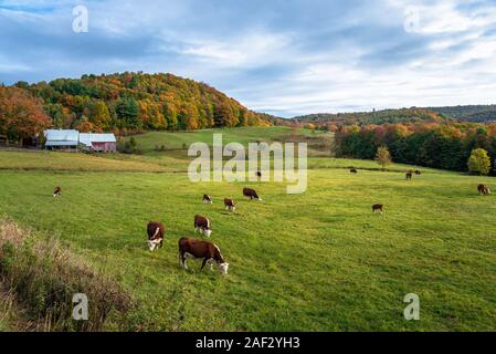 Le pâturage du bétail dans les champs dans le Vermont sur l'apparence d'un matin d'automne. Belles couleurs d'automne. Banque D'Images