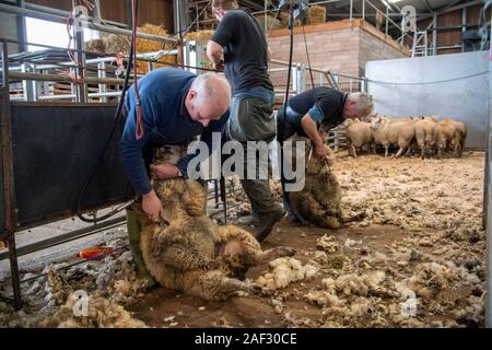 La laine du ventre d'agneau coupe à un fatstock vente aux enchères, Cumbria, Royaume-Uni. Banque D'Images