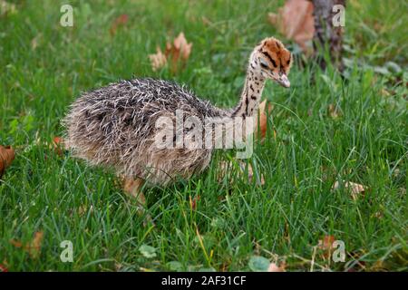 Portrait d'un petit poussin à l'autruche africaine ostrich farm. Joli mignon de poulet autruche 5 jours marcher dans l'herbe verte et de terrain au zoo. Banque D'Images
