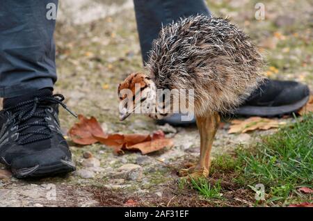 Portrait d'un petit poussin à l'autruche africaine ostrich farm. Joli mignon de poulet autruche 5 jours marcher dans l'herbe verte et de terrain au zoo. Banque D'Images