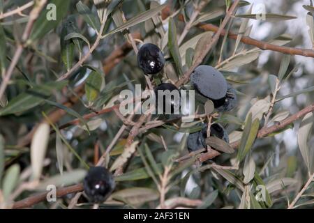 olives noires mûres brillantes sur la branche avec quelques feuilles Banque D'Images