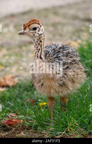 Portrait d'un petit poussin à l'autruche africaine ostrich farm. Joli mignon de poulet autruche 5 jours marcher dans l'herbe verte et de terrain au zoo. Banque D'Images