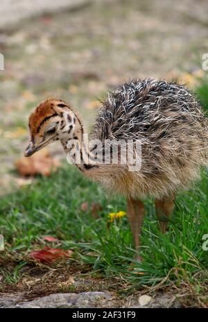 Portrait d'un petit poussin à l'autruche africaine ostrich farm. Joli mignon de poulet autruche 5 jours marcher dans l'herbe verte et de terrain au zoo. Banque D'Images