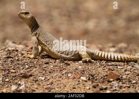 Mastigure égyptien (Uromastyx africanus giltay), AKA le Mastigure Leptien, ou égyptienne lézard dab. Mastigures égyptienne peuvent être trouvés en Egypte, Libye et par Banque D'Images