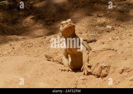 Mastigure égyptien (Uromastyx africanus giltay), AKA le Mastigure Leptien, ou égyptienne lézard dab. Mastigures égyptienne peuvent être trouvés en Egypte, Libye et par Banque D'Images