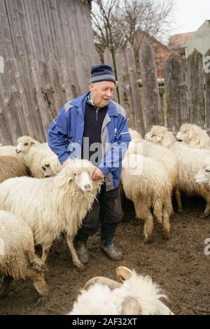 Danesti, Roumanie - Nov 25, 2019 : les agriculteurs apporter et le tri des brebis, faire tomber les moutons de l'alpage pour l'hiver en Danesti, Transy Banque D'Images