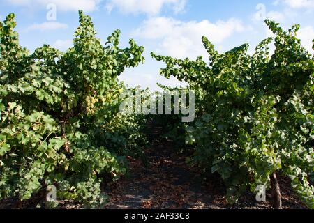 Les vignes dans un vignoble photographié en Israël Banque D'Images