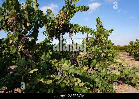 Les vignes dans un vignoble photographié en Israël Banque D'Images