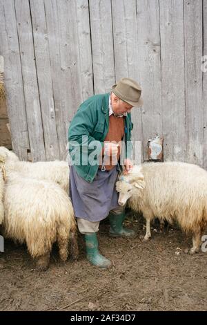 Danesti, Roumanie - Nov 25, 2019 : les agriculteurs apporter et le tri des brebis, faire tomber les moutons de l'alpage pour l'hiver en Danesti, Transy Banque D'Images