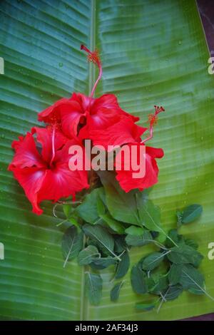 Fleurs d'hibiscus rouge frais, feuilles de basilic,des feuilles de bael dans une feuille de bananier/Kerala Banque D'Images