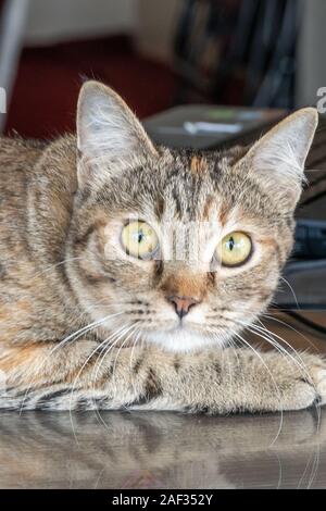 Adultes gris chat mignon regarde surpris avec de grands yeux. close up. couché sur le Bureau dans le bureau Banque D'Images