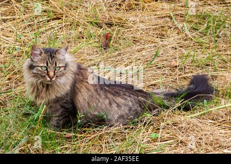 Cat longhair allemande se trouve dans un pré et observe l'environnement avec ses grands yeux verts Banque D'Images