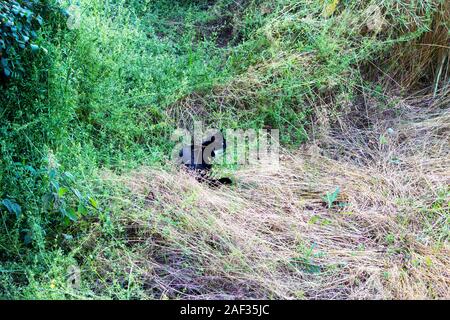 Un chat noir assis dans l'herbe sur le prowl Banque D'Images