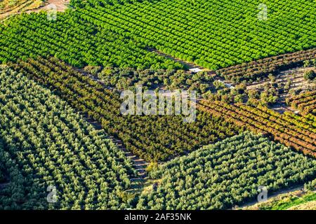La photographie aérienne. Portrait de vergers d'agrumes dans la vallée de Jezreel, Israël Banque D'Images