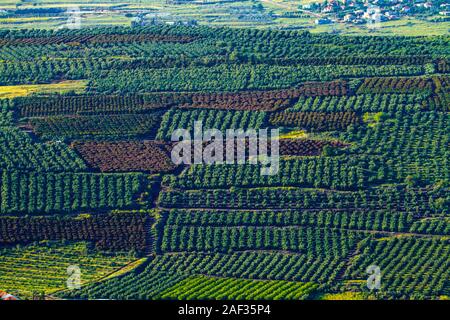 La photographie aérienne. Portrait de vergers d'agrumes dans la vallée de Jezreel, Israël Banque D'Images