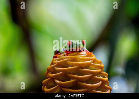 Rainette aux yeux rouges (agalychnis callidryas) au Costa Rica Rainforest. sur une ruche fleur de gingembre (Zingiber Spectabile) Banque D'Images