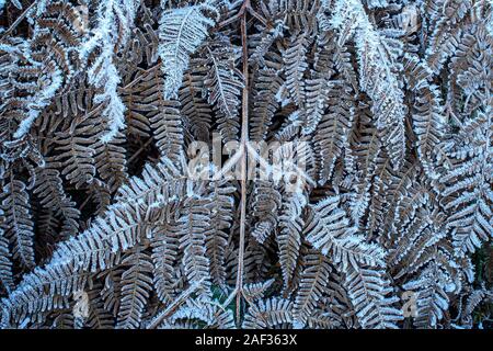 Close-up de fougères dépoli fortement Banque D'Images