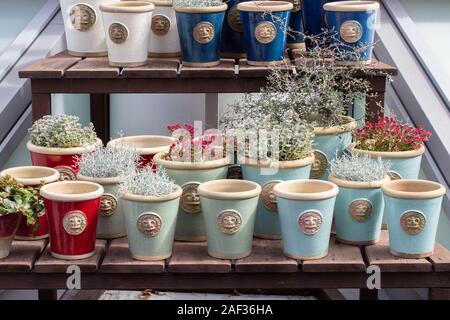 Moscou, Russie - le 18 août 2019 : Ensemble de beaux pots de fleurs. Boutique jardin, plante en pot Calocephalus Leucophyta, succulentes Kalanchoe. Pot en argile bleu Banque D'Images