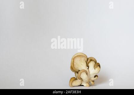 Champignons frais isolé sur blanc l'analyse macro Banque D'Images