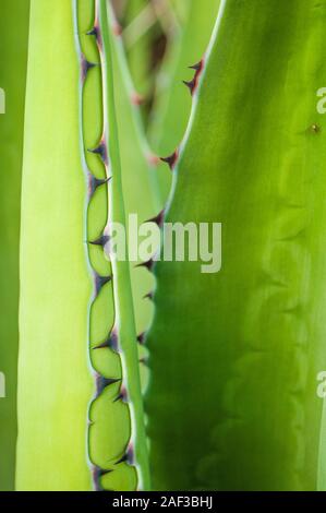 Close up yucca feuilles avec épines couleur. Banque D'Images