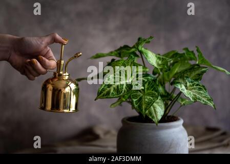 Pulvérisation femme syngonium plante dans sa maison Banque D'Images