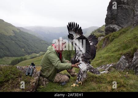 Dave et Katie Anderson le marquage, avec un GPS, une balise transmettant 8 semaines mâle Golden Eagle chick, Ecosse, le 5 juillet 2019. Banque D'Images