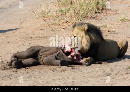 Lion Panthera leo manger un jeune bébé éléphant tuer Afrique Botswana Chobe National Park Banque D'Images