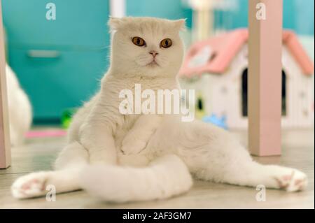 Jeune chat mignon assis sur le plancher. Le Scottish Fold chaton pédigrées à poil court. Banque D'Images