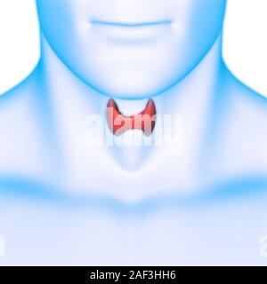 Lobes des glandes humaines de l'anatomie des sols thyroïdiens Banque D'Images