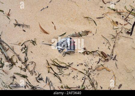 Soft Drink peut échouer sur la plage. Bribie Island, Queensland, Australie Banque D'Images