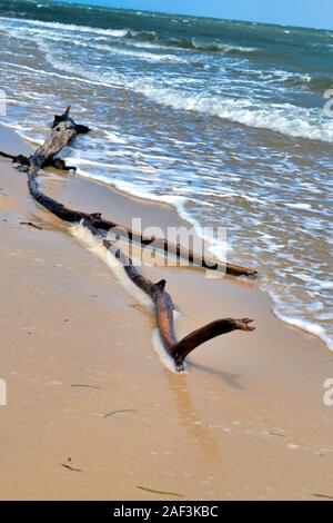 Driftwood Long Branch se lave à terre, Woorim Beach, Queensland en Australie. Banque D'Images