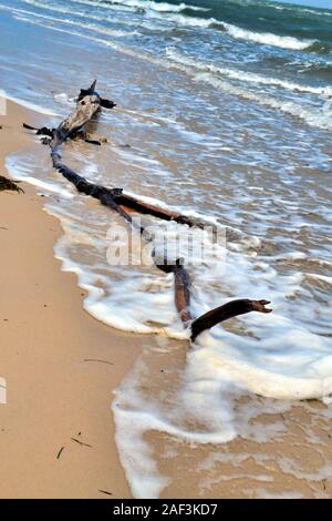 Driftwood Long Branch se lave à terre, Woorim Beach, Queensland en Australie. Banque D'Images