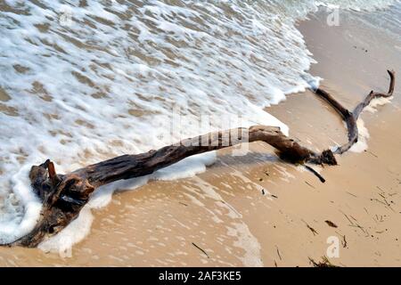 Driftwood Long Branch se lave à terre, Woorim Beach, Queensland en Australie. Banque D'Images