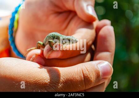 Libre tourné de lézard des murailles Podarcis melisellensis dans la famille des Lacertidae assis sur les doigts de la main de l'homme en Italie Banque D'Images