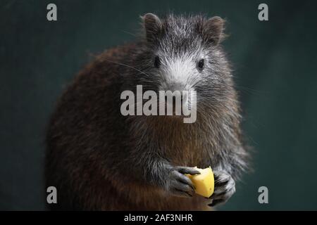 Desmarest's hutia ou cubaine (Capromys pilorides) hutia est vue dans le Zoo de Prague, République tchèque, le 12 décembre 2019 (Photo : CTK/Ondrej Deml) Banque D'Images