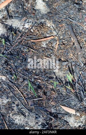 Brûlé vestiges calcinés de bâtons et de bouteilles sur le sol après les feux de brousse a balayé la région. Janvier 2019 Bribie Island, Queensland, Australie Banque D'Images