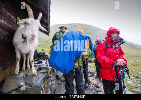 Les randonneurs sur le Tour du Mont Blanc partager l'abri de forte pluie avec une chèvre sur le Col du Bonhomme près de Les Contamines, Alpes Françaises. Banque D'Images