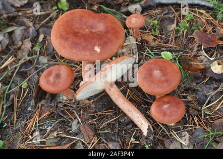 Lactarius rufus, connu sous le nom de Colibri roux milkcap, ou le lait chaud, le rouge des champignons comestibles sauvages de Finlande Banque D'Images