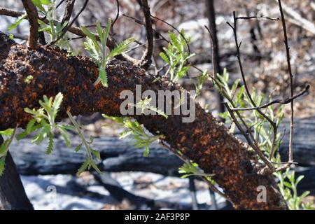 Les pousses vertes émergent d'un Banksia carbonisés arbre. 2 mois après le janvier 2019 de brousse sur Bribie Island, Queensland, Australie Banque D'Images