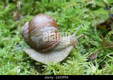 Helix pomatia, connu sous le nom de l'escargot, escargots, escargot de Bourgogne ou les escargots, une espèce' Banque D'Images