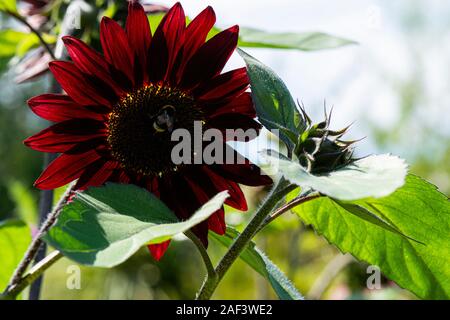 Un bourdon (Bombus) sur un tournesol (Helianthus) rouge Banque D'Images