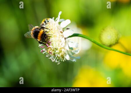 Un bourdon sur la fleur d'un géant scabious (Cephalaria gigantea) Banque D'Images