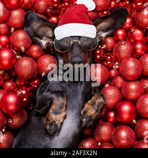 Chien saucisse basset allemand en père Noël pour les vacances de Noël reposant sur un noël boules babioles comme arrière-plan le port de lunettes de lecture Banque D'Images