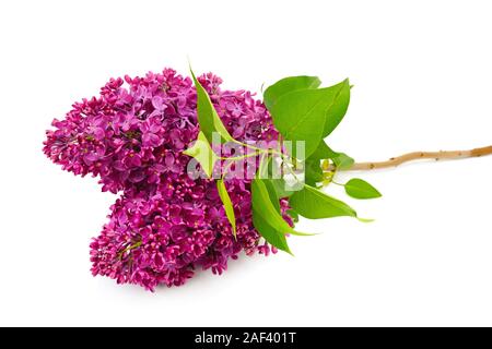 Bouquet de lilas en fleur isolé sur fond blanc Banque D'Images